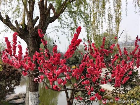 紅梅樹|紅梅(梅花的一種):紅梅介紹,形態特徵,葉,花,果,生長環。